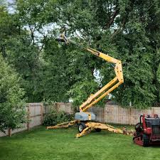 Best Palm Tree Trimming  in Welch, WV