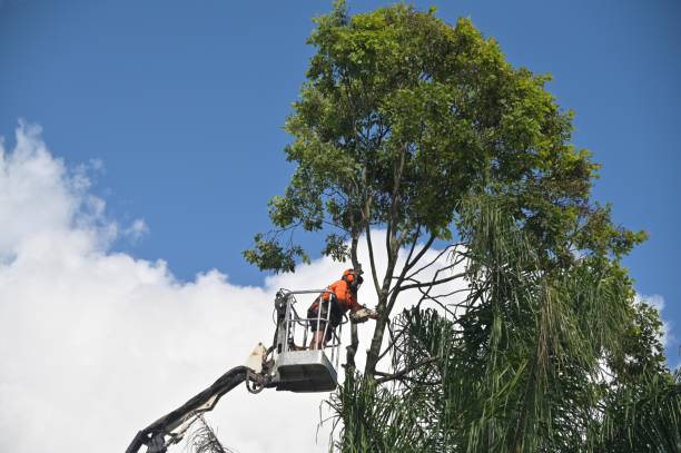 Best Seasonal Cleanup (Spring/Fall)  in Welch, WV