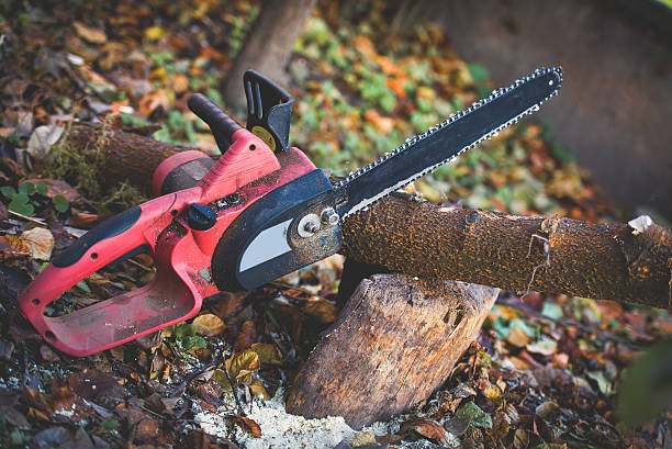 Best Tree Removal  in Welch, WV