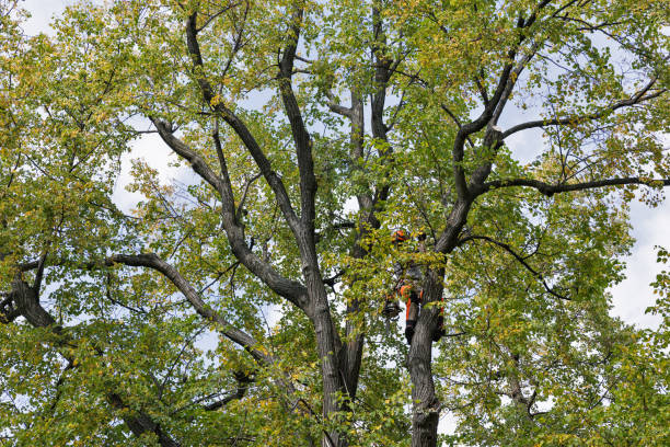 Best Tree and Shrub Care  in Welch, WV
